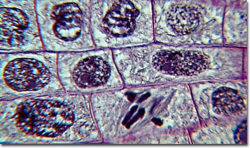 meiosis stages under microscope