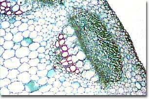 Plant Cell Wall Microscope Image - Micropedia