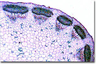 plant cell microscope