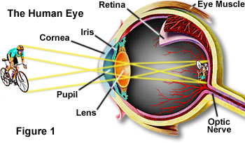 Image result for the human eye