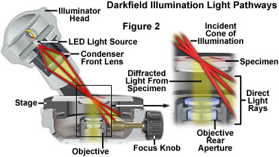 Molecular Expressions: Science, Optics & You - Olympus MIC-D: Brightfield  Gallery - Human Bladder