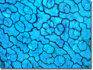 plant epidermal cell microscope