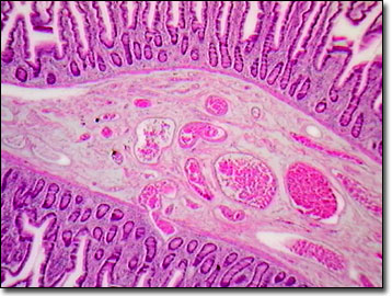 Molecular Expressions: Science, Optics & You - Olympus MIC-D