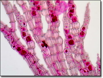 coralline algae structures attachment