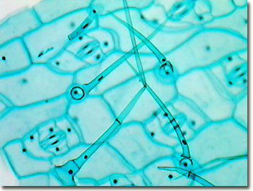 plant epidermal cell microscope