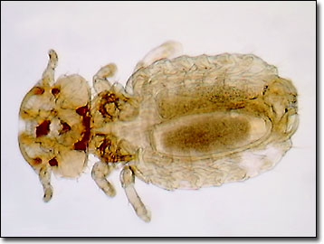 how long can dog lice live without a host