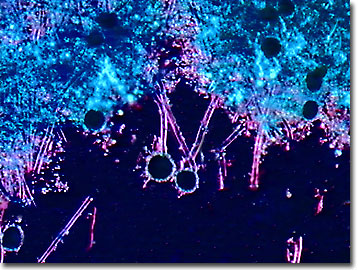 Aspergillus conidiophores