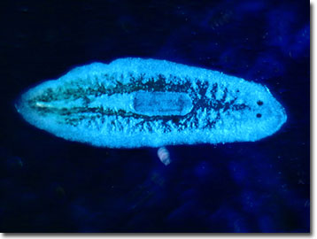 planaria