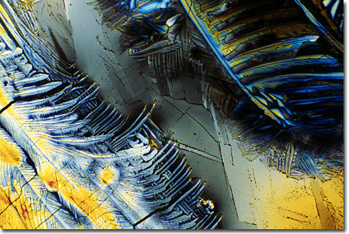 Photograph of Tacrolimus (Prograf) under the microscope.