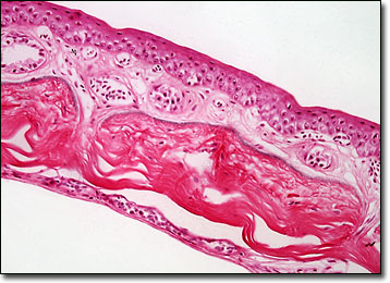 Molecular Expressions Microscopy Primer: Anatomy of the Microscope