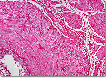 ductus epididymis histology