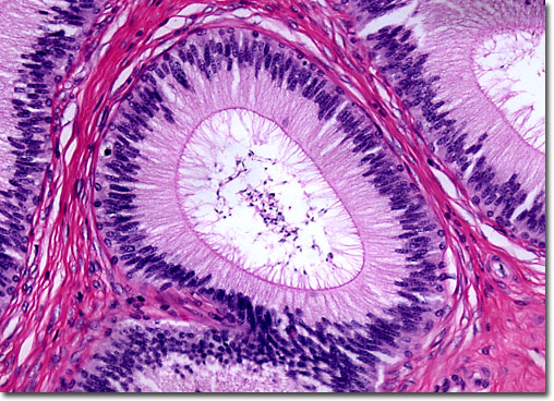 testicular artery histology