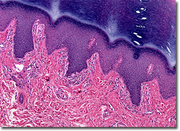 means cells what packed Expressions Molecular Primer: Anatomy Microscopy the of