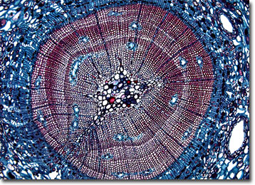 pinus leaf labeled