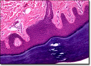 human skin layers microscope