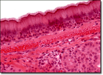 epithelial tissue under microscope