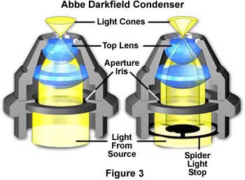 Resignation divorce Collapse Molecular Expressions Microscopy Primer: Specialized Microscopy Techniques  - Darkfield Illumination