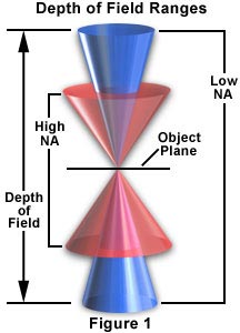 Microscope 101 Depth Of Field Vs Depth Of Focus Microscope Club   Depthoffield 