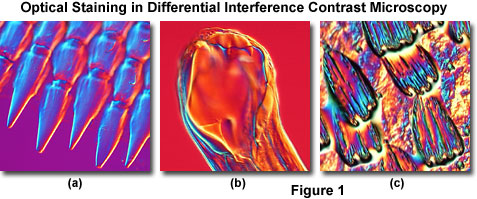 Birefringence Color Chart