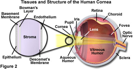 Eye and Vision