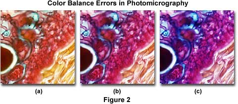 Molecular Expressions Microscopy Primer: Photomicrography - Common