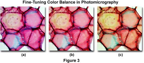 Molecular Expressions Microscopy Primer: Photomicrography - Common