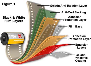 Molecular Expressions Microscopy Primer: Photomicrography - Film Basics