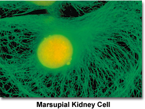 Molecular Expressions Microscopy Primer: Photomicrography - Black