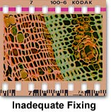 Molecular Expressions Microscopy Primer: Photomicrography