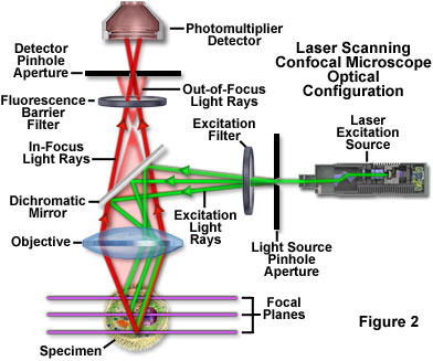 Molecular Expressions Microscopy Primer Specialized Microscopy 