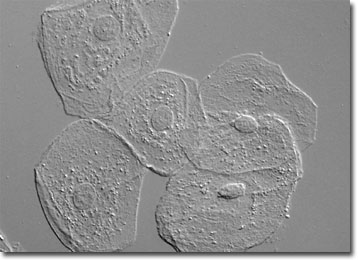 cheek cells under microscope labeled