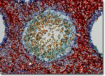 Molecular Expressions Microscopy Primer Specialized Microscopy Techniques Differential Interference Contrast Image Gallery Mushroom Polyporus Fungus