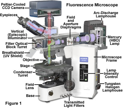 Molecular Expressions Microscopy Primer: Specialized ... polarizing light micrscope diagram 