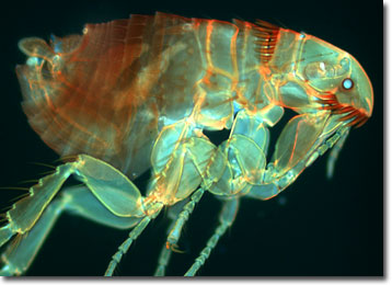 flea under microscope