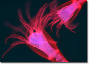 obelia hydroid labeled