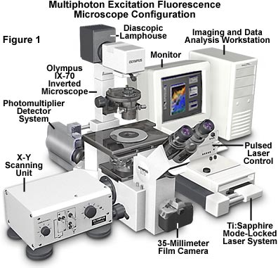 melodisk Vejrtrækning skam Molecular Expressions Microscopy Primer: Specialized Microscopy Techniques  - Fluorescence - Multiphoton Introduction