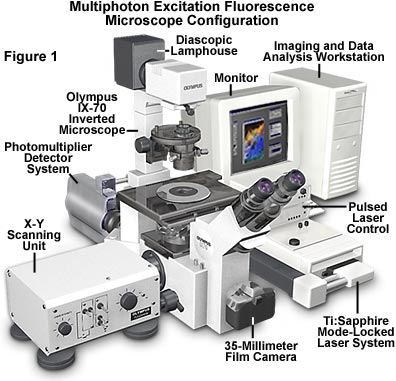 dna catalog system lens system