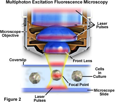 Pulse length measurement of the HGHG output using two-photon absorption