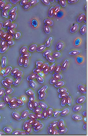 Microscope blood cells images