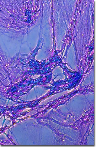 neuron microscope