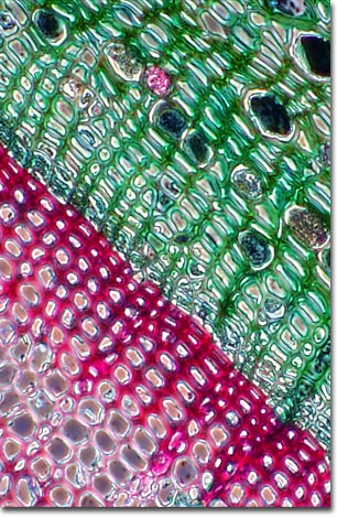 xylem under microscope