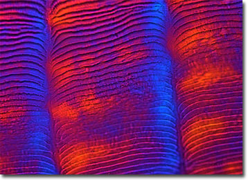Molecular Expressions Microscopy Primer: Specialized Microscopy Techniques  - Polarized Light Microscopy Gallery - Ctenoid Fish Scale