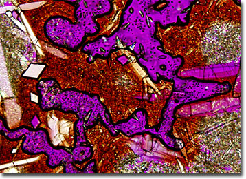 Molecular Expressions Microscopy Primer: Specialized Microscopy Techniques  - Polarized Light Microscopy Gallery - Ctenoid Fish Scale