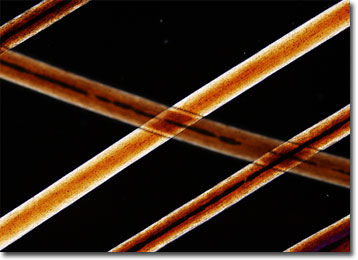 human hair through a microscope