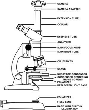 Molecular Expressions: Microscopy Publications - Photomicrography in ...