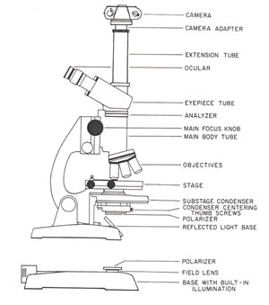 Molecular Expressions: Microscopy Publications - Fascinating Photos ...