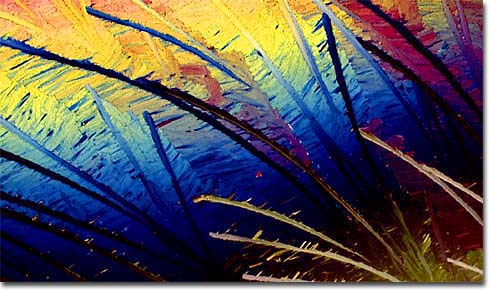Photomicrograph of Wine