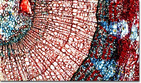 Photomicrograph of a Tilia stem