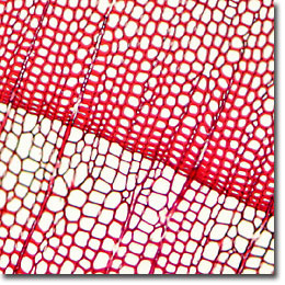 cross section of pine wood